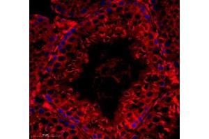 Immunofluorescence of paraffin embedded rat testis using Tuba3a (ABIN7076051) at dilution of 1: 600 (350x lens) (Tuba3a anticorps)