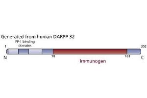 Image no. 2 for anti-Protein Phosphatase 1, Regulatory (Inhibitor) Subunit 1B (PPP1R1B) (AA 70-181) antibody (ABIN968572) (DARPP32 anticorps  (AA 70-181))