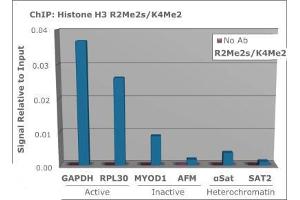 Chromatin Immunoprecipitation of Rabbit Anti-Histone H3 [Sym-dimethyl Arg2, Dimethyl Lys4] Antibody.