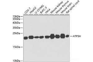 Western blot analysis of extracts of various cell lines using ATP5H Polyclonal Antibody at dilution of 1:1000.