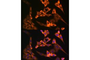 Immunofluorescence analysis of NIH-3T3 cells using NL1 Rabbit mAb (ABIN7269060) at dilution of 1:100 (40x lens).