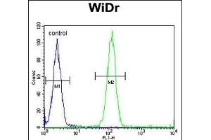ACCN1 Antibody (Center) (ABIN653161 and ABIN2842729) flow cytometric analysis of WiDr cells (right histogram) compared to a negative control cell (left histogram). (ACCN1 anticorps  (AA 120-148))