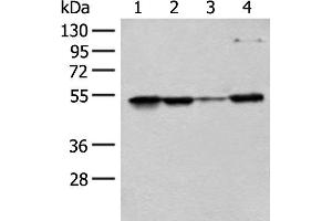 Western blot analysis of 293T Hela and HEPG2 cell lysates using RRP1 Polyclonal Antibody at dilution of 1:400 (RRP1 anticorps)