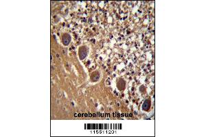 FARSB Antibody immunohistochemistry analysis in formalin fixed and paraffin embedded human cerebellum tissue followed by peroxidase conjugation of the secondary antibody and DAB staining.