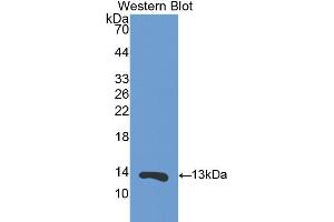 Western Blotting (WB) image for anti-S100 Calcium Binding Protein A11 (S100A11) (AA 1-102) antibody (ABIN1860480)