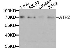 Western blot analysis of extracts of various cell lines, using ATF2 antibody (ABIN5971182) at 1/1000 dilution. (ATF2 anticorps)
