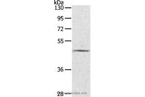 Western blot analysis of TM4 cell, using CERS3 Polyclonal Antibody at dilution of 1:200 (LASS3 anticorps)