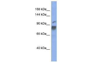 WB Suggested Anti-HNRPUL1 Antibody Titration:  0. (HNRNPUL1 anticorps  (Middle Region))