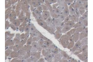 Detection of ABP1 in Porcine Heart Tissue using Polyclonal Antibody to Amiloride Binding Protein 1 (ABP1)