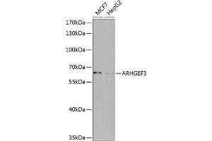 Western blot analysis of extracts of various cell lines, using  antibody (ABIN6131131, ABIN6137094, ABIN6137095 and ABIN6224569) at 1:1000 dilution. (ARHGEF3 anticorps  (AA 287-526))