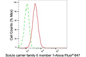 anti-GABA Transporter 1 (GAT1) antibody