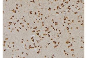 ABIN6273409 at 1/100 staining Human brain tissue by IHC-P. (USP1 anticorps  (C-Term))