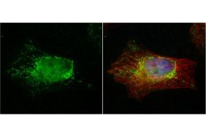 ICC/IF Image PTER antibody detects PTER protein at cytoplasm by immunofluorescent analysis. (PTER anticorps)