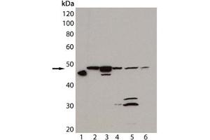 Western blot analysis of HSP47, mAb (M16. (SERPINH1 anticorps)