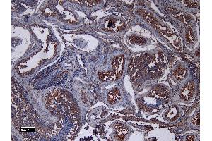 (ABIN7505816) (8 μg/mL) staining of paraffin embedded Human Testis.