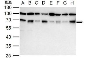 WB Image NRF1 antibody detects NRF1 protein by western blot analysis. (NRF1 anticorps)