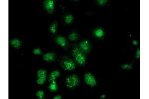 Anti-ANXA3 mouse monoclonal antibody (ABIN2454000) immunofluorescent staining of COS7 cells transiently transfected by pCMV6-ENTRY ANXA3 (RC201540). (Annexin A3 anticorps)