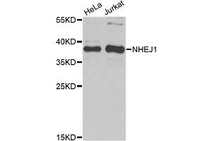 Western blot analysis of extracts of various cell lines, using NHEJ1 antibody. (NHEJ1 anticorps)