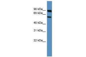 WB Suggested Anti-Htr3a Antibody Titration:  0.