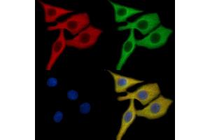 Connexin 43 / GJA1 Mouse Monoclonal Antibody staining HepG2 cells by IF/ICC. (Connexin 43/GJA1 anticorps  (C-Term))