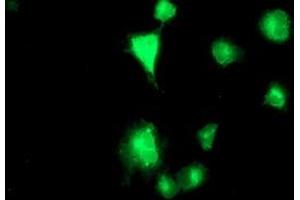Anti-TMPRSS5 mouse monoclonal antibody (ABIN2454956) immunofluorescent staining of COS7 cells transiently transfected by pCMV6-ENTRY TMPRSS5 (RC223774). (TMPRSS5 anticorps)