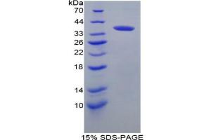 SDS-PAGE analysis of Mouse IRF6 Protein. (IRF6 Protéine)