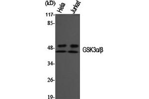 Western Blotting (WB) image for anti-Glycogen Synthase Kinase 3 alpha/beta (GSK3a/b) (Tyr216), (Tyr279) antibody (ABIN5956808)