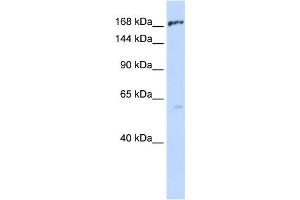 Western Blotting (WB) image for anti-ATP-Binding Cassette, Sub-Family C (CFTR/MRP), Member 1 (ABCC1) antibody (ABIN2458767) (ABCC1 anticorps)