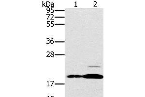 Western Blot analysis of Mouse brain and heart tissue using PTP4A2 Polyclonal Antibody at dilution of 1:200 (PTP4A2 anticorps)