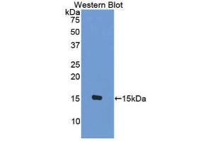 Western Blotting (WB) image for anti-Chemokine (C-C Motif) Ligand 8 (CCL8) (AA 1-99) antibody (ABIN1859788) (CCL8 anticorps  (AA 1-99))