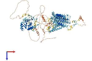 AlphaFold protein structure predicition of Human Recombinant SLC4A5 Protein, UniprotID Q9BY07