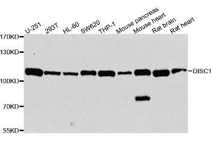 Western blot analysis of extracts of various cell lines, using DISC1 antibody. (DISC1 anticorps)