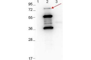 Western Blot showing detection of 0.