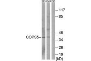Western blot analysis of extracts from 293/K562 cells, using COPS5 Antibody.