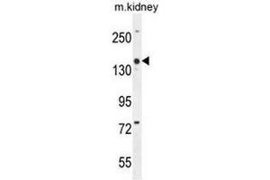 COBL Antibody (N-term) western blot analysis in mouse kidney tissue lysates (35µg/lane). (COBL anticorps  (N-Term))