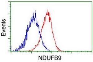 Image no. 6 for anti-NADH Dehydrogenase (Ubiquinone) 1 beta Subcomplex, 9, 22kDa (NDUFB9) (AA 3-179) antibody (ABIN1491359)