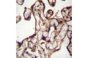 Immunohistochemistry analysis in formalin fixed and paraffin embedded human placenta tissue reacted with MORN3 Antibody (Center) followed by peroxidase conjugation of the secondary antibody and DAB staining. (MORN3 anticorps  (Middle Region))