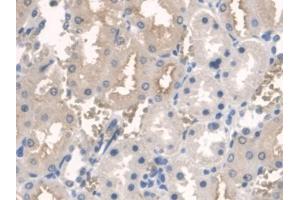 IHC-P analysis of Rat Kidney Tissue, with DAB staining. (ARNTL anticorps  (AA 1-169))