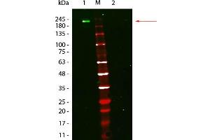 Fluorescent: Anti-Mouse Ig DyLight 800 - Western Blot. (Fluorescent TrueBlot®: Anti-Souris Ig DyLight™ 800)