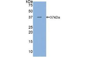 Western blot analysis of recombinant Mouse VEGFR3. (FLT4 anticorps  (AA 30-326))