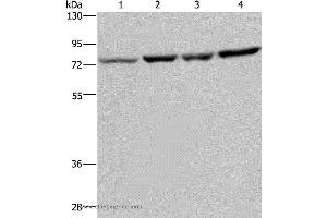 Western blot analysis of A549, PC3, Hela and LoVo cell, using PABPC1 Polyclonal Antibody at dilution of 1:500 (PABP anticorps)