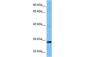 Host:  Mouse  Target Name:  CLIC1  Sample Tissue:  Mouse Pancreas  Antibody Dilution:  1ug/ml