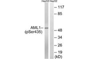 Western blot analysis of extracts from HepG2 cells treated with PMA 125ng/ml 30', using AML1 (Phospho-Ser435) Antibody. (RUNX1 anticorps  (pSer435))