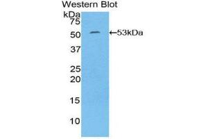 Western Blotting (WB) image for anti-Interleukin 6 (IL6) (AA 29-212) antibody (ABIN1716321) (IL-6 anticorps  (AA 29-212))