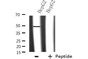 Western blot analysis of extracts from HepG2 cells, using hnRNP F antibody. (HNRNPF anticorps  (N-Term))