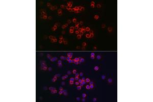 Immunofluorescence analysis of THP-1 cells using CD68 Rabbit pAb (ABIN7266212) at dilution of 1:150 (40x lens).