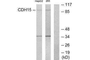 Western Blotting (WB) image for anti-M-Cadherin (CDH15) (N-Term) antibody (ABIN1850217) (CDH15 anticorps  (N-Term))
