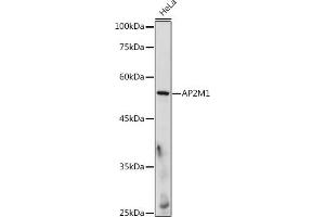 Western blot analysis of extracts of HeLa cells, using M1 antibody (ABIN6129914, ABIN6136958, ABIN6136959 and ABIN6218150) at 1:500 dilution. (AP2M1 anticorps  (AA 134-433))
