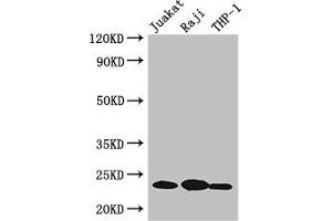 Western Blot Positive WB detected in: Jurkat whole cell lysate, Raji whole cell lysate, THP-1 whole cell lysate All lanes: ARHGDIB antibody at 3 μg/mL Secondary Goat polyclonal to rabbit IgG at 1/50000 dilution Predicted band size: 23 kDa Observed band size: 23 kDa (ARHGDIB anticorps  (AA 2-86))