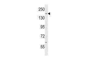 IQG Antibody (C-term) (ABIN1536724 and ABIN2850069) western blot analysis in mouse testis tissue lysates (35 μg/lane).